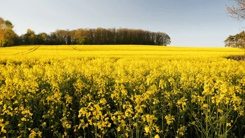 Rape fields. Golden hour, sunset. Brassica napus Stock Footage 107061994