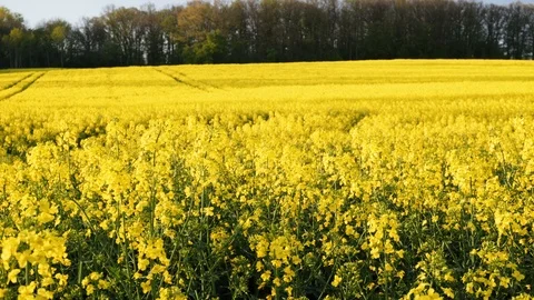 Rape fields. Golden hour, sunset. Brassica napus Stock Footage 107062772