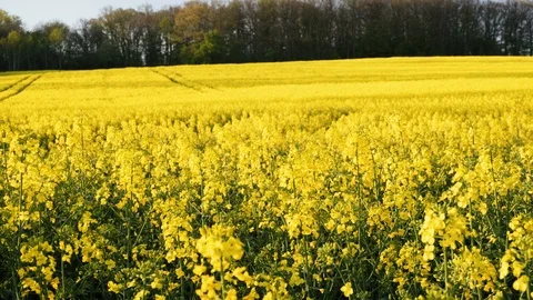 Rape fields. Golden hour, sunset. Brassica napus Stock Footage 107062828