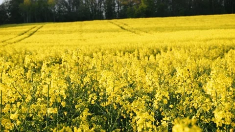 Rape fields. Golden hour, sunset. Brassica napus Stock Footage 107063997