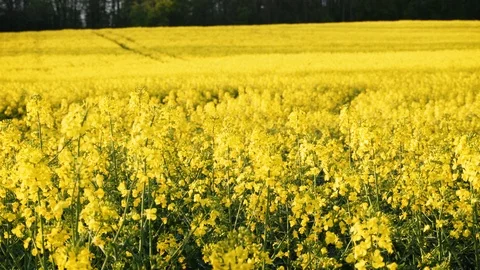 Rape fields. Golden hour, sunset. Brassica napus Stock Footage 107064162