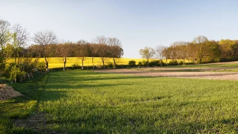 Rape fields. Golden hour, sunset. Brassica napus Stock Footage 107064331
