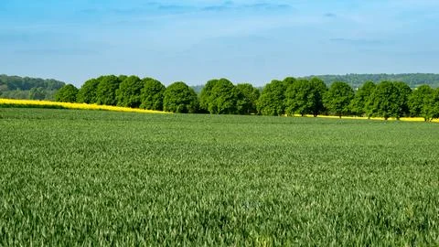 Rape fields hidden in the landscape Stock Photos