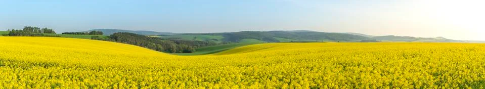 Rape fields at sunrise in Moravia Stock Photos