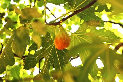 Rape Fig Fruit on the Tree with Leaves 스톡 사진