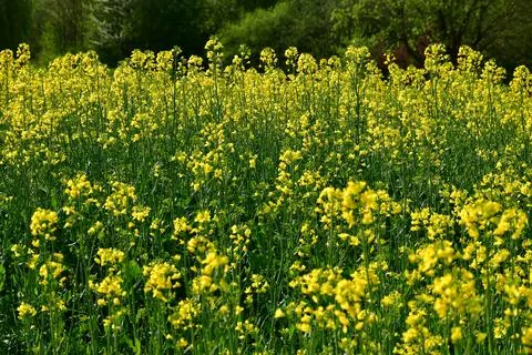 Rape fiield with flowers in Germany in spring Stock Photos