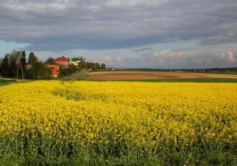 Rape fileld in Lesser Poland Stock Photos