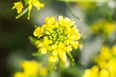 Rape flower close-up Stock Photos