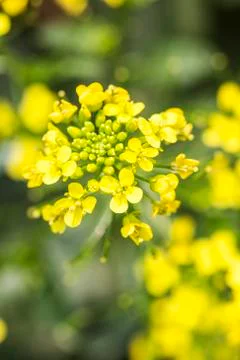 Rape flower close-up Stock Photos