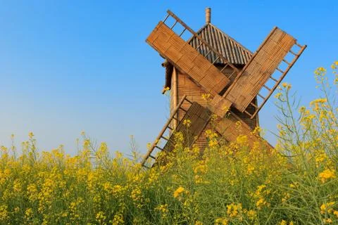 Rape flower field with bamboo windmill background Foto stock