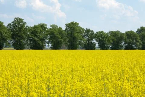 Rape flower at field Stock Photos