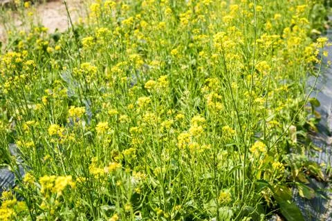 Rape flower field Stock Photos