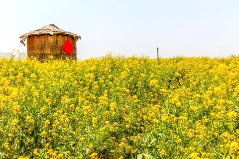 Rape flower field Stock Photos