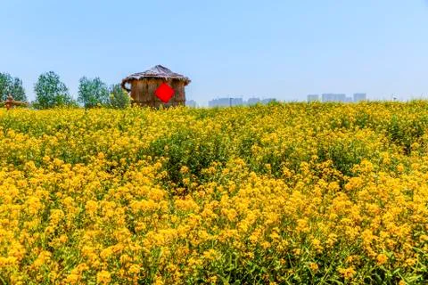 Rape flower field Stock Photos