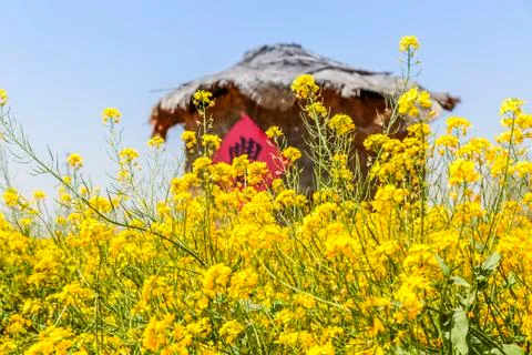 Rape flower field Stock Photos