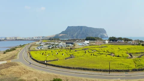 Rape flower fields and Seongsan Sunrise Peak scenery in Jeju Island. Drone view Stock Footage 308609589
