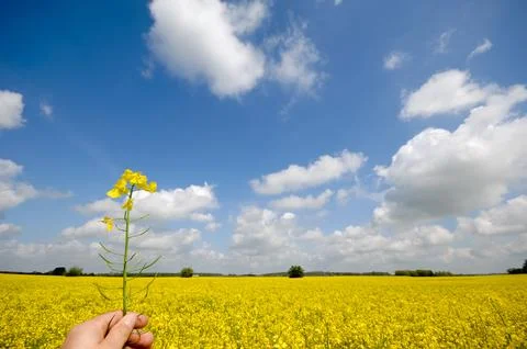 Rape flower in hand Stock Photos