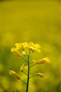 Rape flower 写真素材