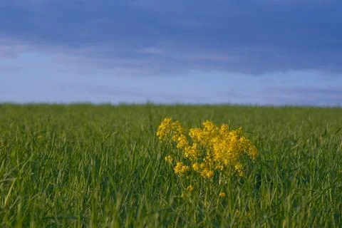 Rape flower Stock Photos