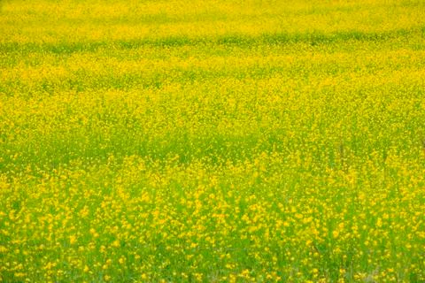Rape flower Stock Photos