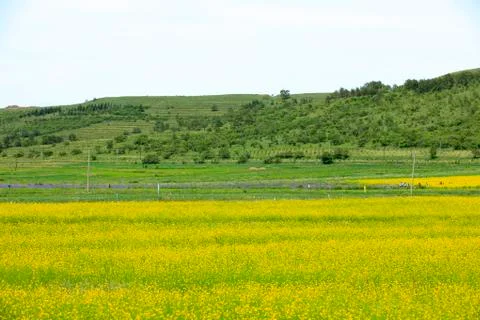 Rape flower Stock Photos