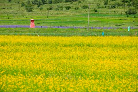 Rape flower Stock Photos