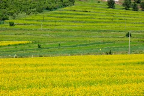 Rape flower Stock Photos