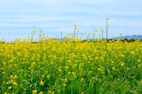 Rape flower Stock Photos