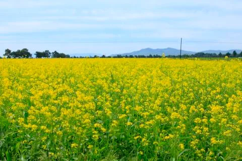 Rape flower Stock Photos