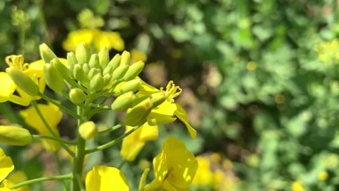 Rape flower with small yellow petals and multiple branches Stock Footage 132688141