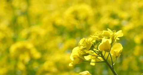 Rape flower in a sunny day 库存影片 162575777