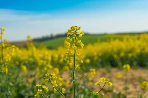 Rape flowers against sky Stock Photos