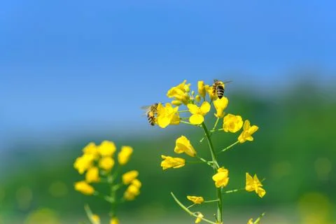Rape flowers and bees Stock Photos