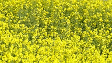 Rape flowers are blooming in spring Stock Footage 178620966