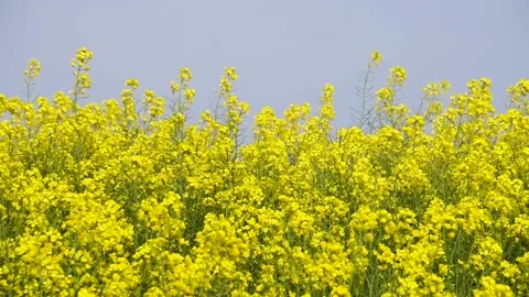 Rape flowers are blooming in spring Stock Footage 178622281