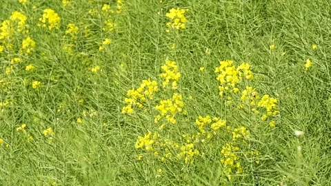 Rape flowers are blooming in spring Stock Footage 178622282