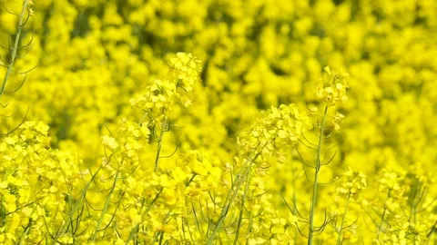 Rape flowers are blooming in spring Stock Footage 178622323