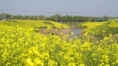 Rape flowers are blooming in spring Stock Footage 178624859