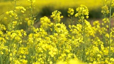 Rape flowers are blooming in spring Stock Footage 178624889