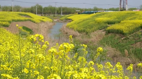 Rape flowers are blooming in spring Stock Footage 178624911