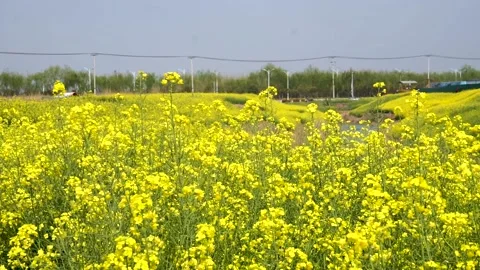 Rape flowers are blooming in spring Stock Footage 178624916