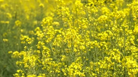 Rape flowers are blooming in spring Stock Footage 178625321