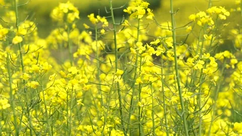 Rape flowers are blooming in spring Stock Footage 178625555