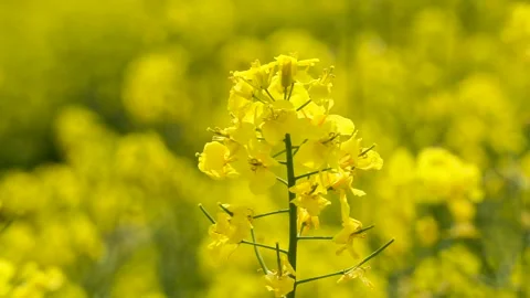 Rape flowers are blooming in spring Stock Footage 178628154