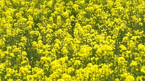 Rape flowers are blooming in spring Stock Footage 178628373
