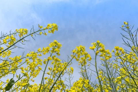 Rape flowers are blooming in spring Stock Photos