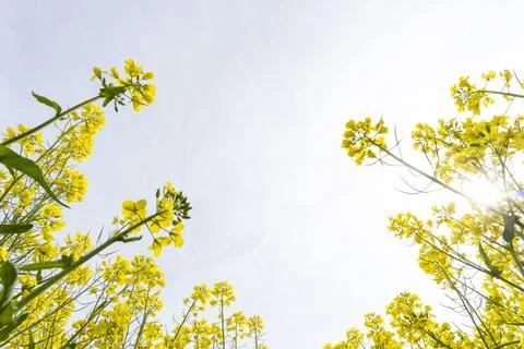 Rape flowers are blooming in spring Stock Photos
