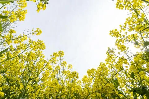 Rape flowers are blooming in spring Stock Photos