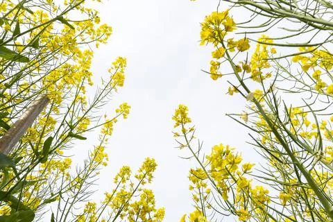 Rape flowers are blooming in spring Stock Photos