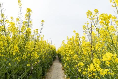 Rape flowers are blooming in spring Stock Photos